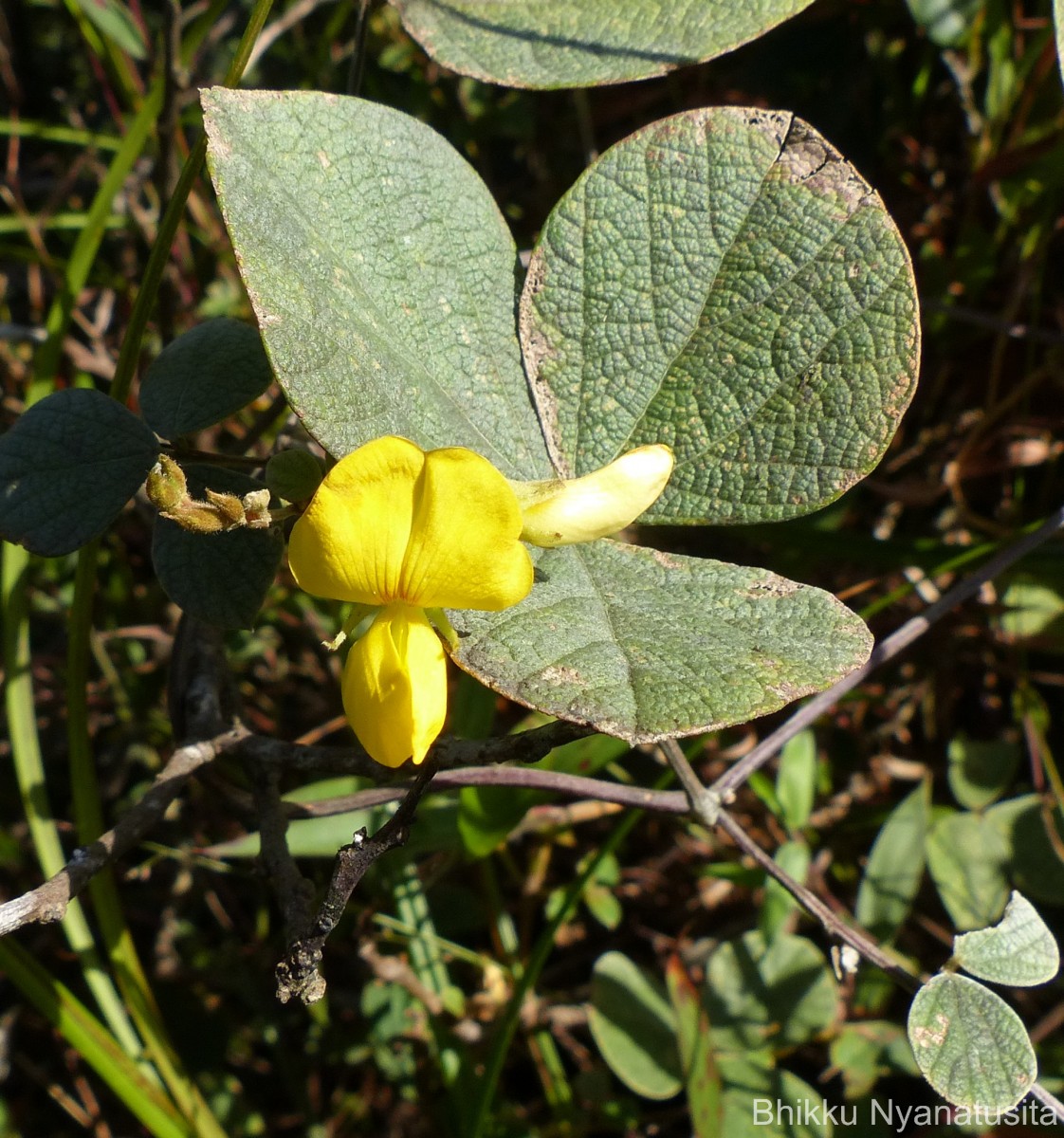 Cajanus rugosus (Wight & Arn.) Maesen